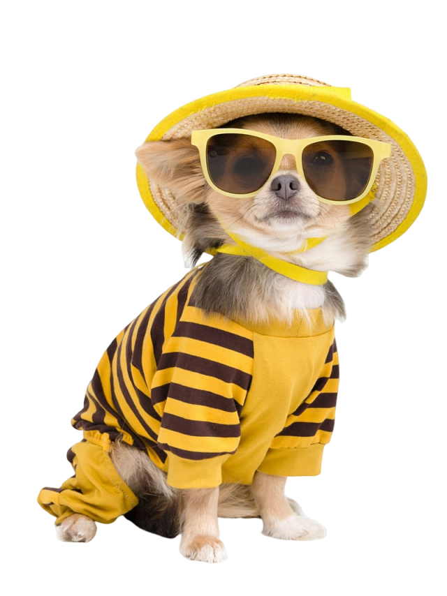 chihuahua-t-shirt-puppy-clothing-pet-cute-teddy-dog