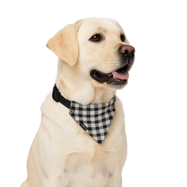 labrador_mirrored_right